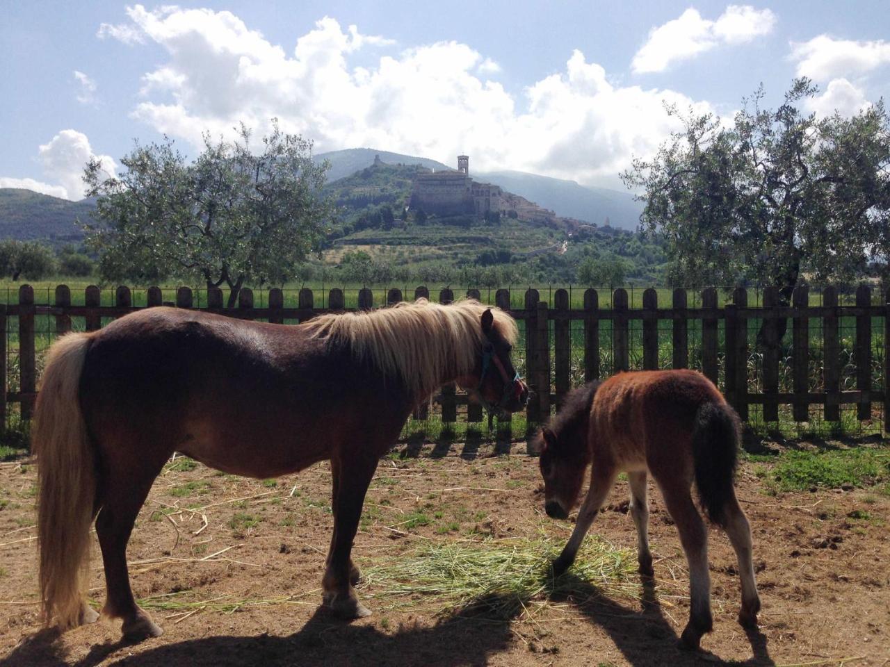 Agriturismo Il Girasole Assisi Villa Esterno foto