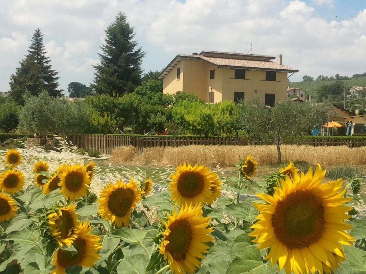 Agriturismo Il Girasole Assisi Villa Esterno foto